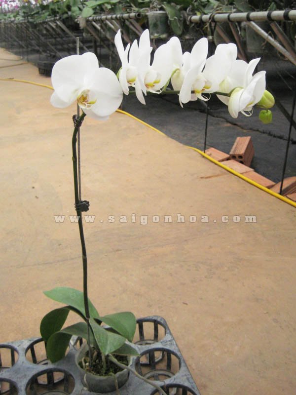 Hoa Lan Hồ Điệp Trắng