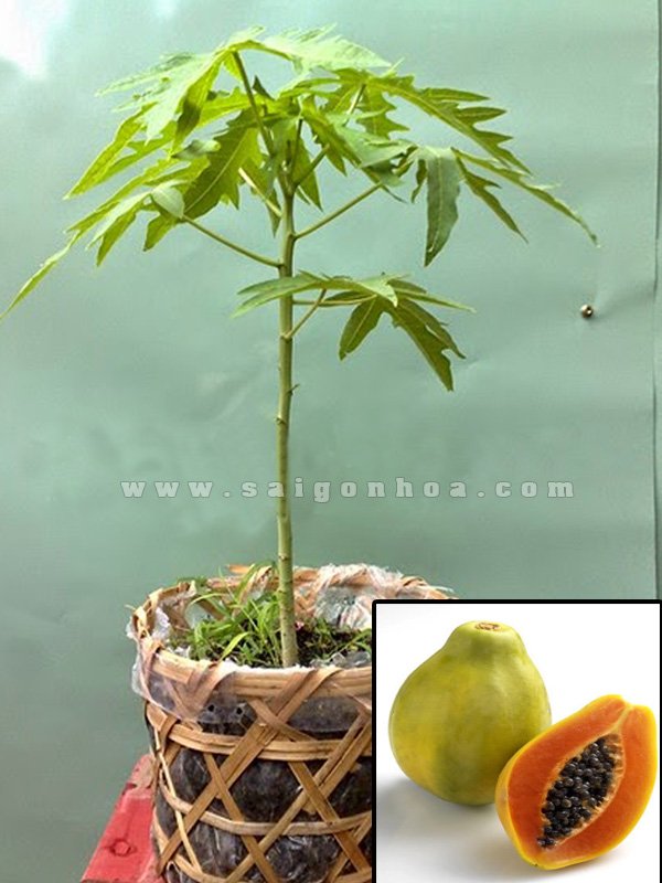 Cây Đu Đủ
