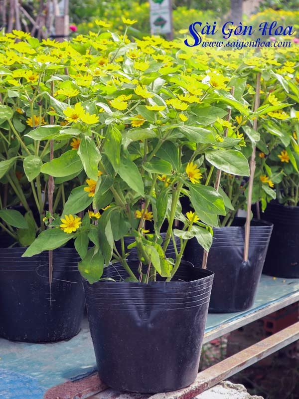 Hoa Cúc Mặt Trời