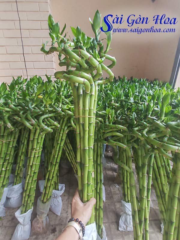 Cây Phát Lộc Xoắn 80