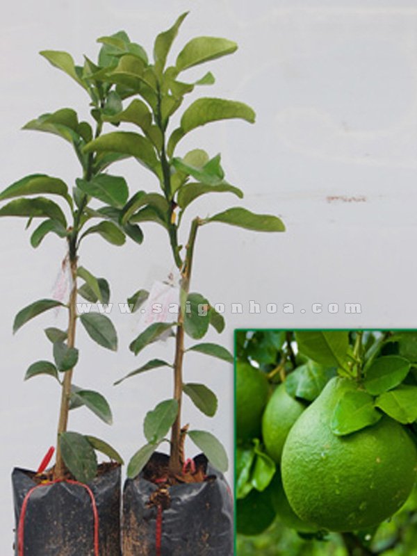 Cây Bưởi