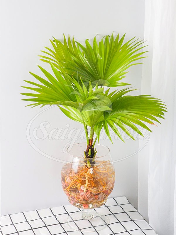 Cây Cọ Ta Trong Nước