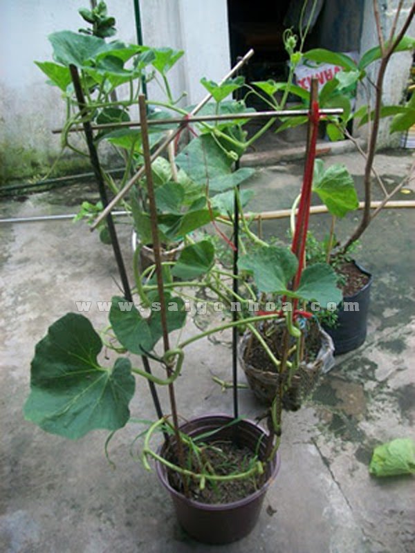 Bầu Hồ Lô