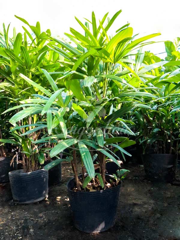 Cây Mật Cật-Cây Trúc Mây