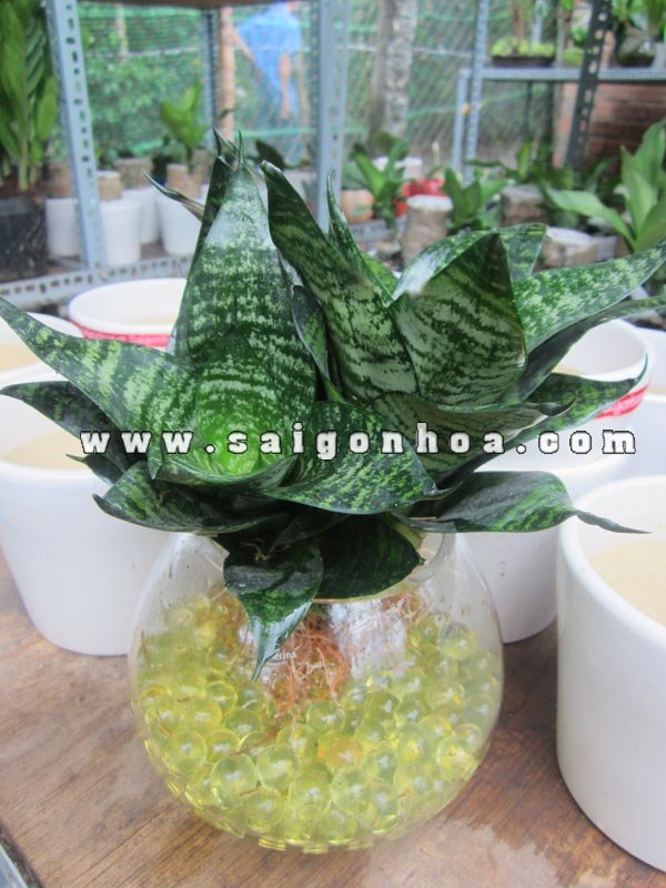Cây Lưỡi Mèo Trong Nước