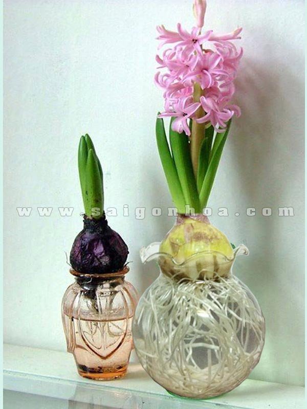 Hoa Huệ Tây Trong Nước ( có củ)