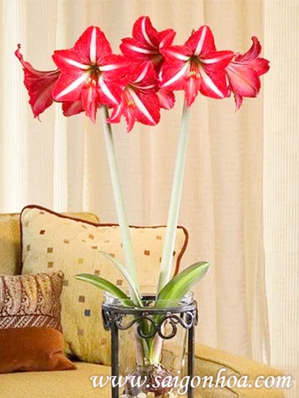 Hoa Huệ Tứ Diện Trong Nước ( có củ)