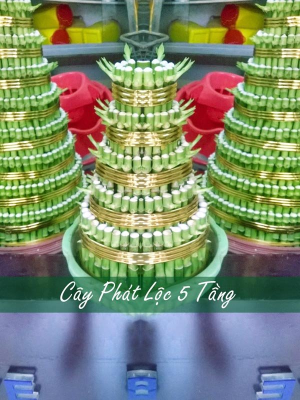 Cây Phát Lộc 5 Tầng Trong Nước