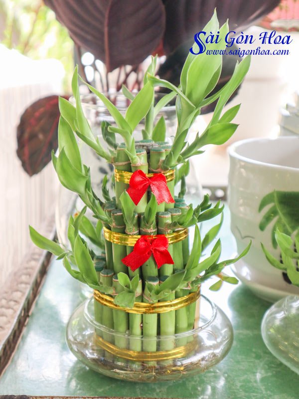 Cây Phát Lộc 3 Tầng Trong Nước