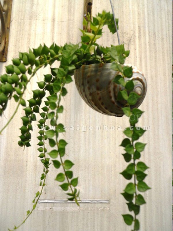 Hoa Treo Vỏ Ốc