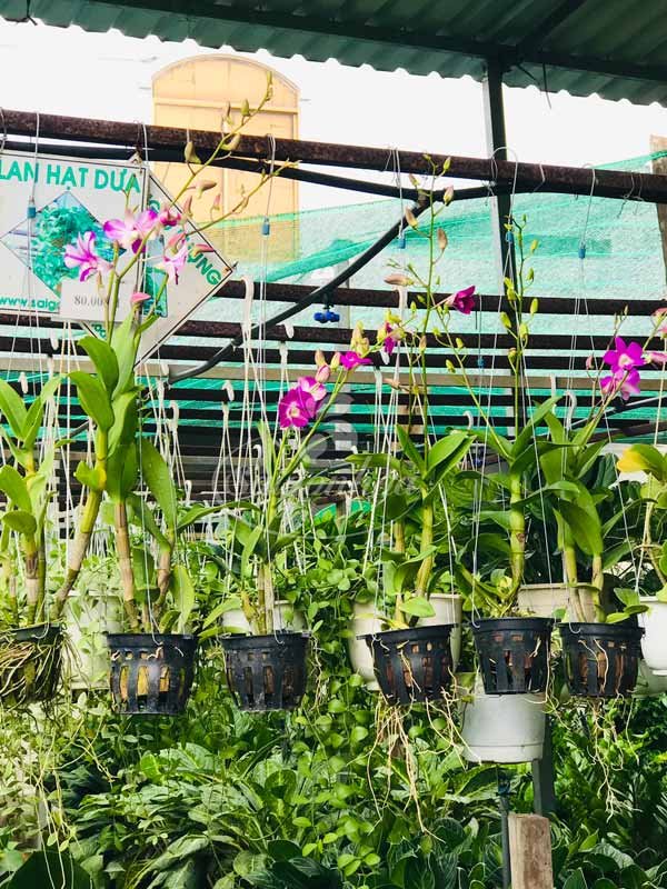 Hoa Lan Treo Các Kiểu