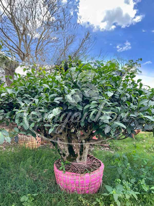 Cây chè Bonsai ( Trà Xanh)