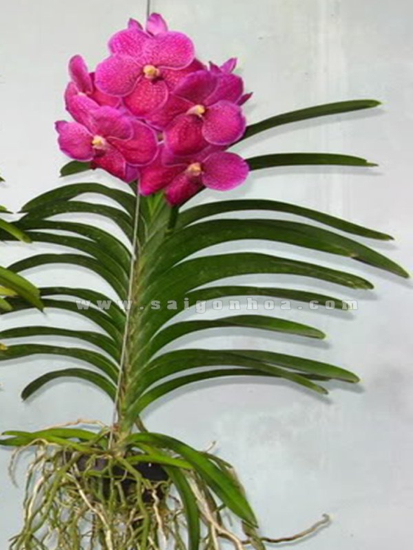 Hoa Lan Vanda Treo