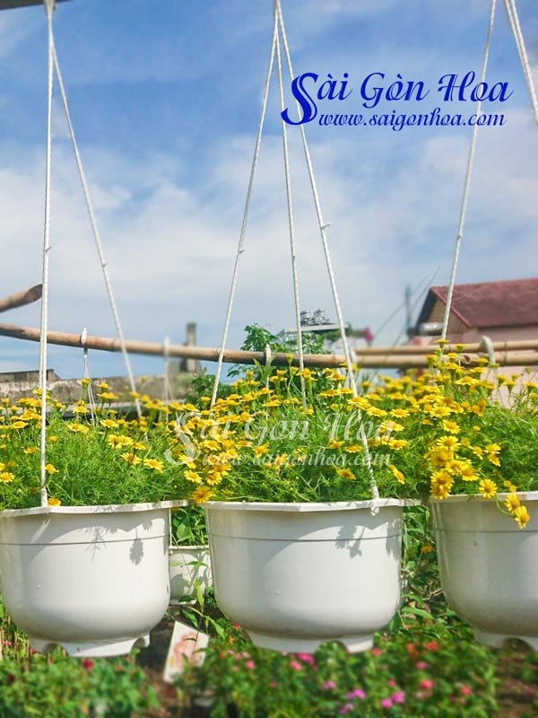Hoa Cúc Sao Băng – Bi Sao Băng Chậu Treo