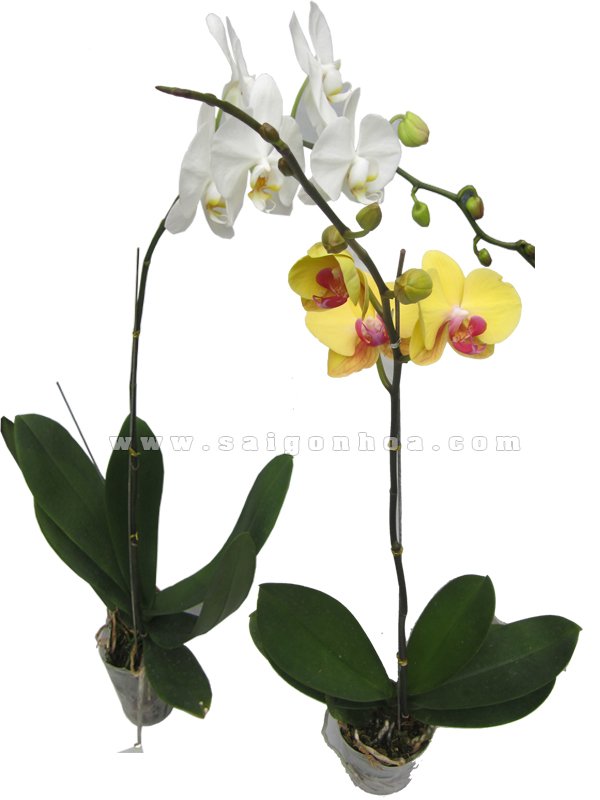 Lan Hồ Điệp Treo