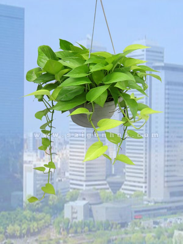 Trầu Bà Vàng Chậu Treo