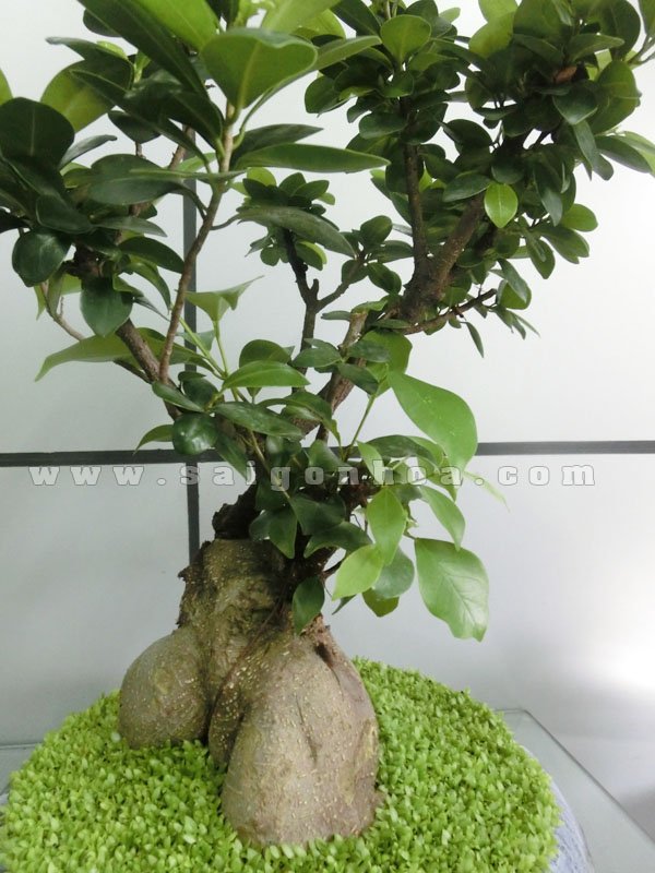 Cây Bonsai May Mắn