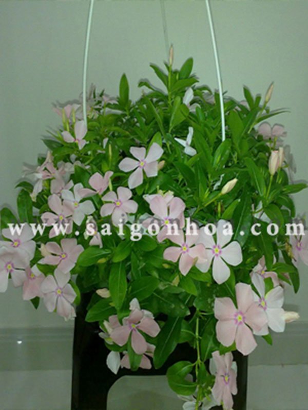 Hoa Dừa Cạn Rũ Chậu Treo