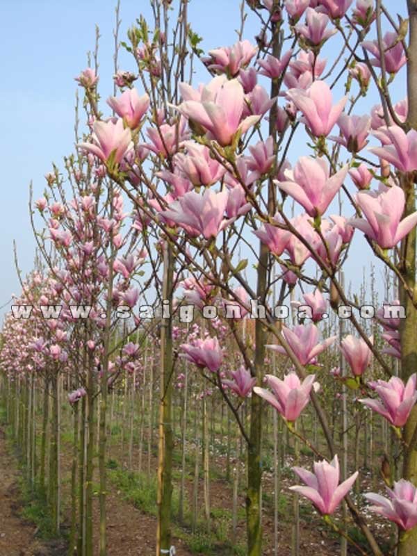 Cây Hoa Mộc Lan