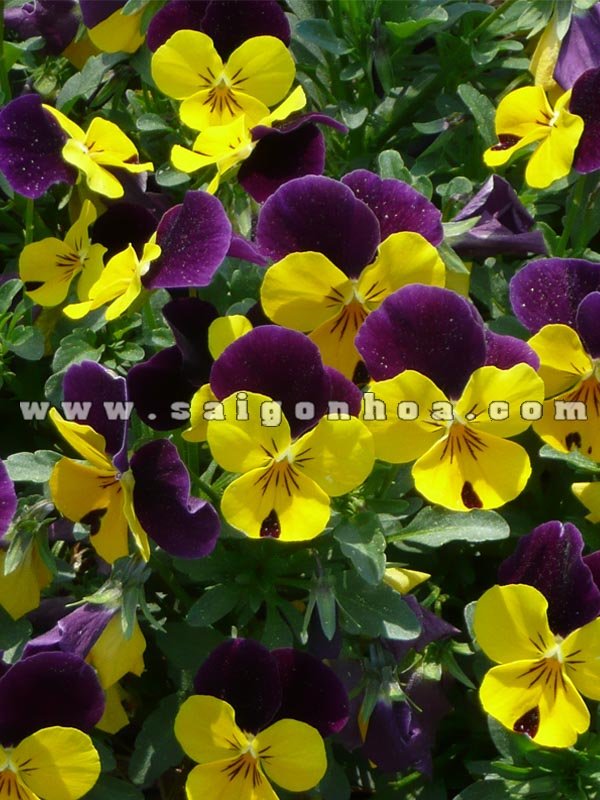 Cây Viola flower
