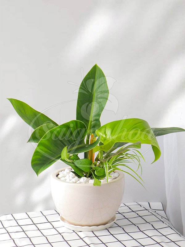 Trầu Bà Đế Vương Xanh