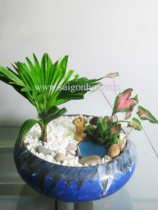 Cây Cọ Ta Tiểu cảnh Cha Tôi