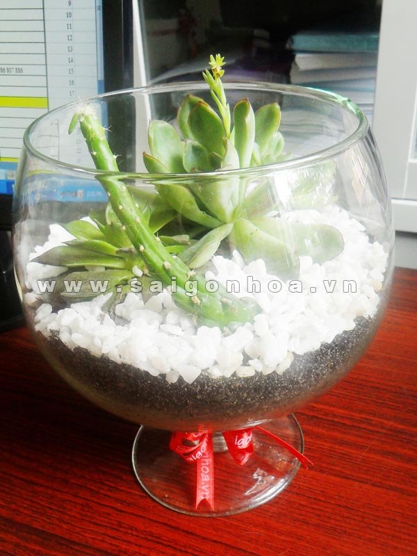 Tiểu Cảnh Sen Đá Trong Chậu Thủy Tinh 06