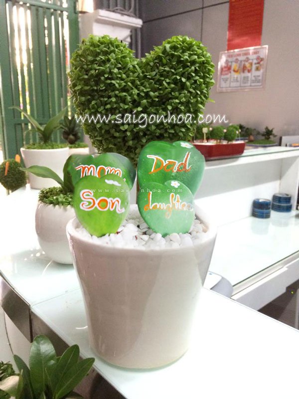 Chậu Lá Trái Tim Gia Đình Ấm Áp