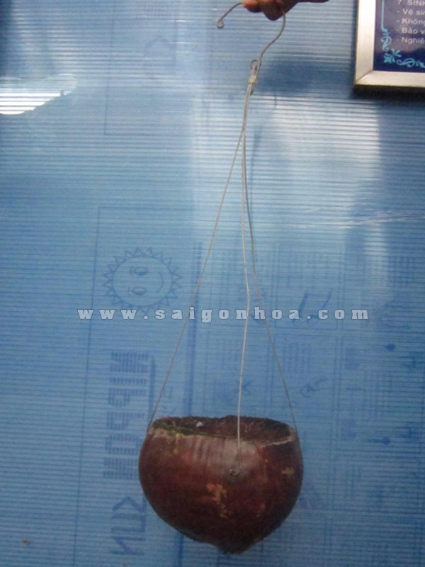 Chậu Treo Trái Dừa