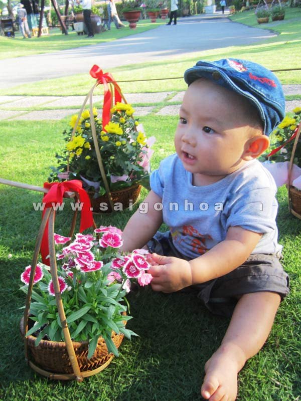 Gánh Hoa Cẩm Chướng