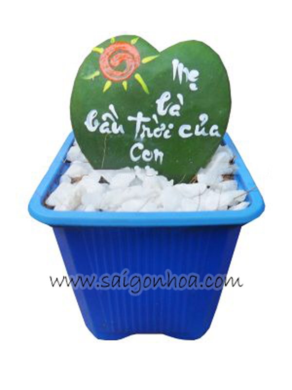 Chậu may mắn trái tim tình Mẹ