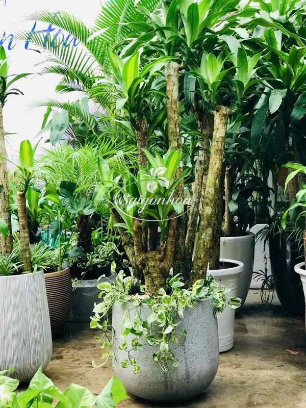 Chậu Gốc Thiết Mộc Lan