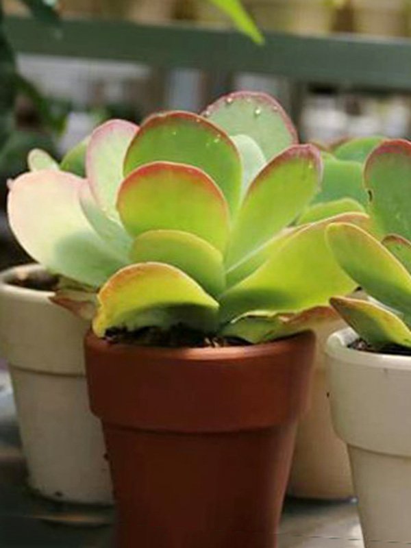 Chậu Sen Cánh Bướm