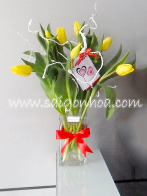 Hoa Tulip