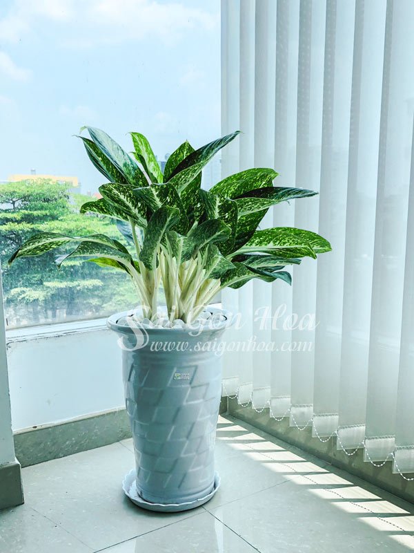 Chậu Cây Huy Hoàng Nội Thất