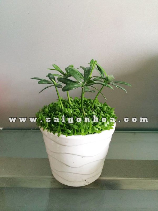 Cây May Mắn Tùng Hạnh Phúc