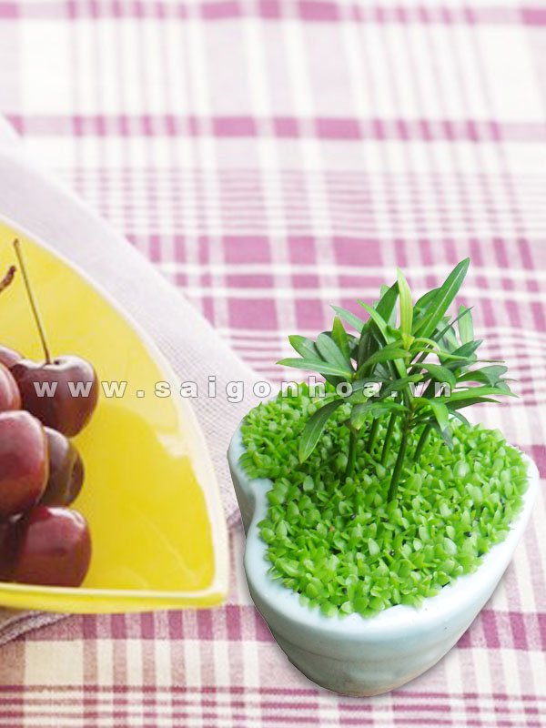 Cây Tài Lộc – May Mắn Trái Tim