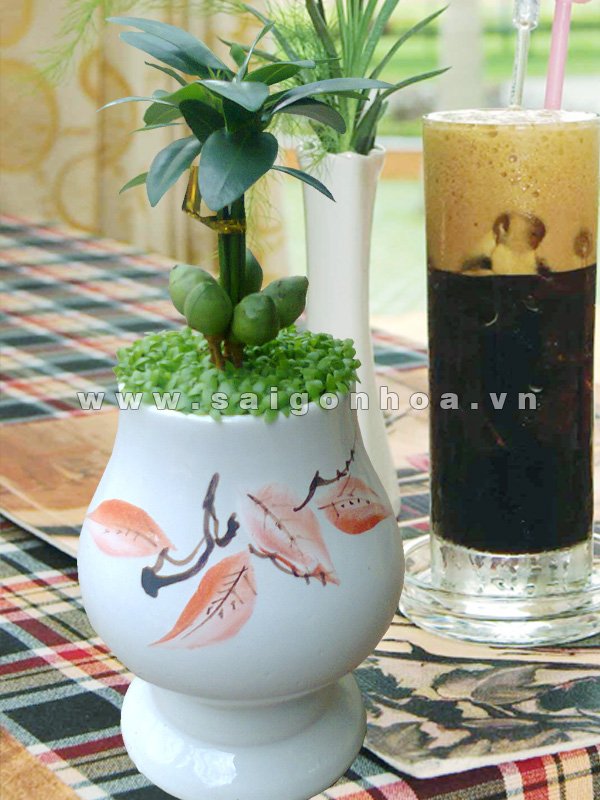 Cây Tài Lộc – May Mắn 013