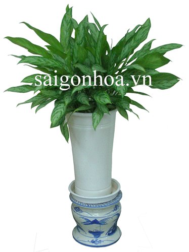 Cây Ngân Hậu