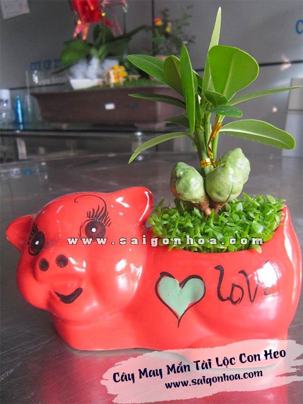 Cây May Mắn Chú Heo
