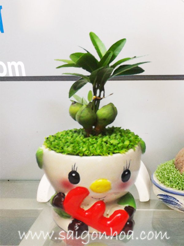 Cây Tài Lộc – May Mắn Chữ