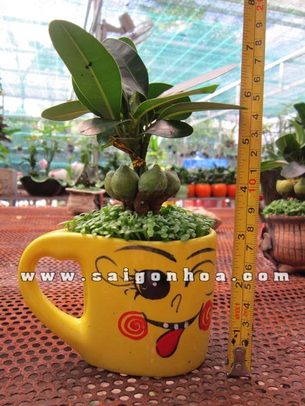Cây May Mắn Ca Tim