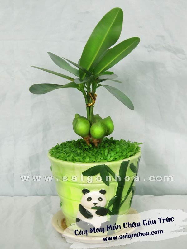 Cây May Mắn Gấu Trúc