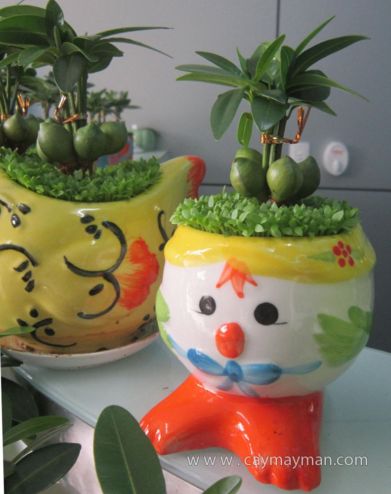 Cây May Mắn Gà Con