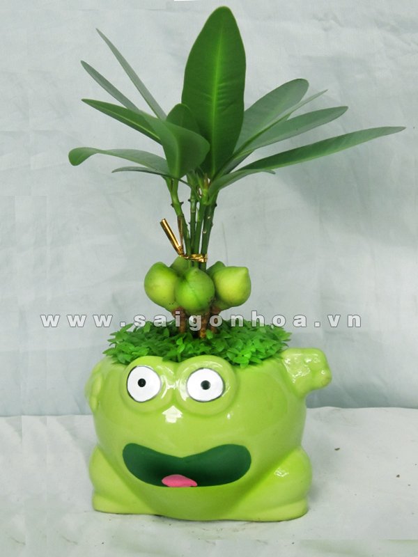 Cây May Mắn Chú Ếch