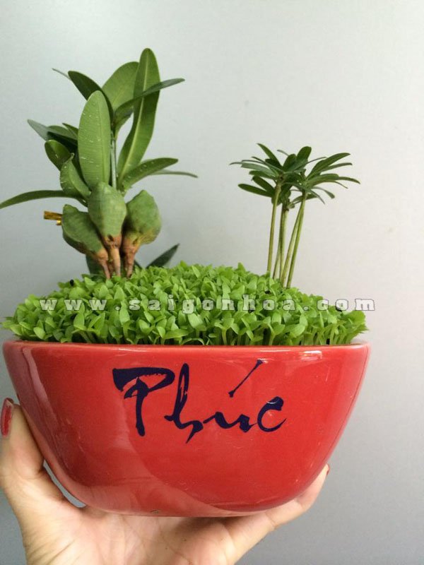 Cây May Mắn Phúc Lộc Thọ Toàn