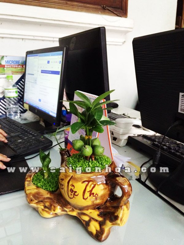 Cây Tài Lộc May Mắn Chậu Ấm Trà