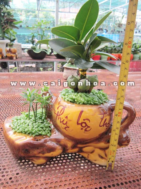 Cây May Mắn Ấm Trà Tiểu Cảnh