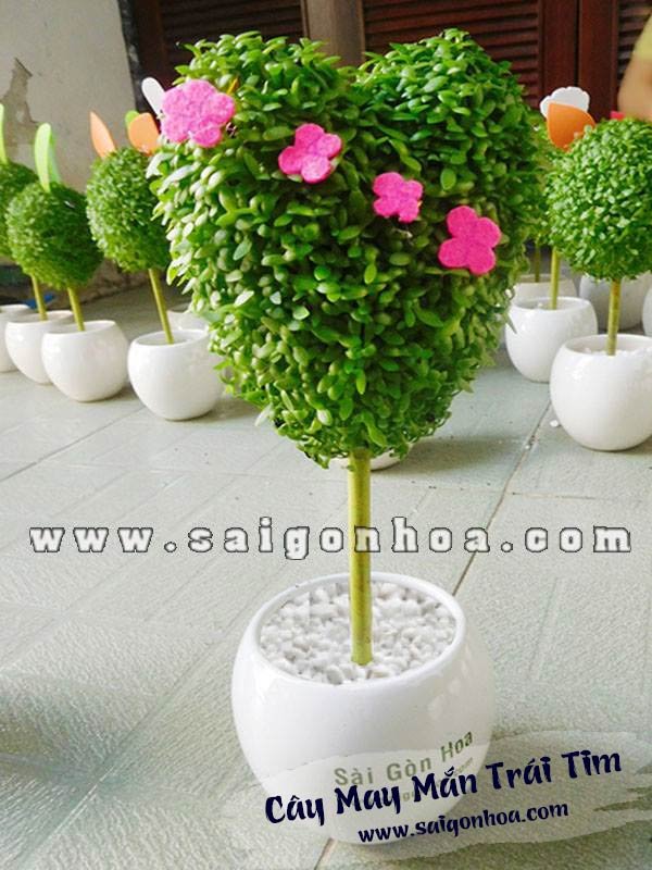 Chậu May Mắn Trái Tim