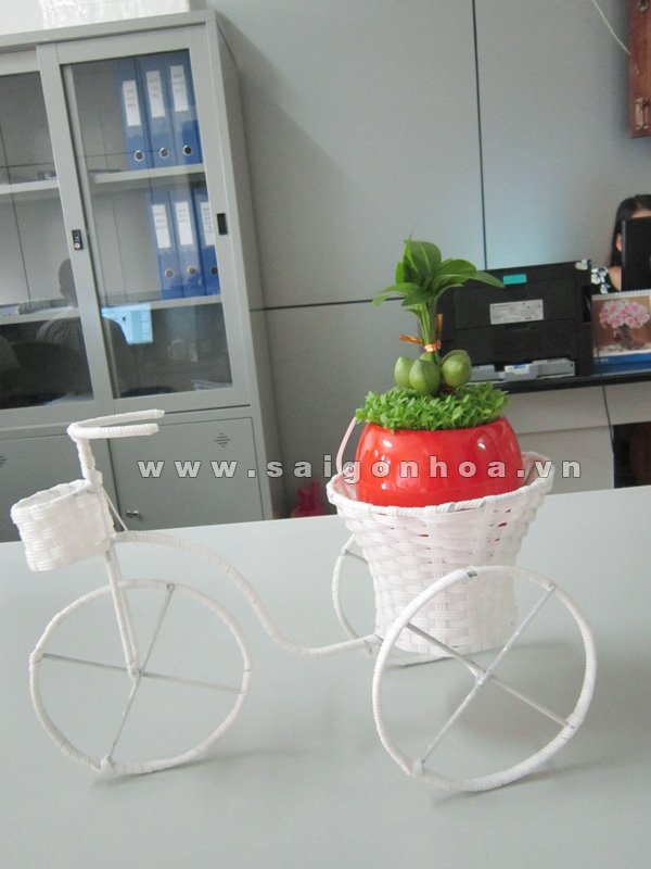 Giỏ Xe Cây May Mắn